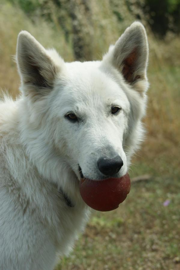 Mas Del Llop Blanc - Dog Friendly Hostal Rural - B&B Sobrestany 외부 사진